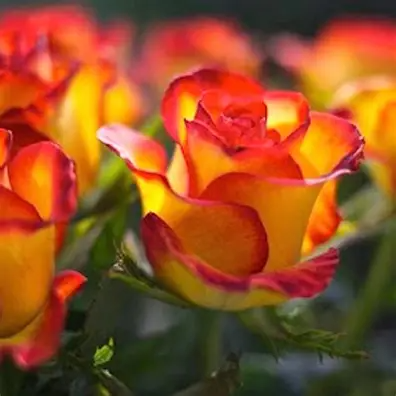 Photo de Nicole MASSERET